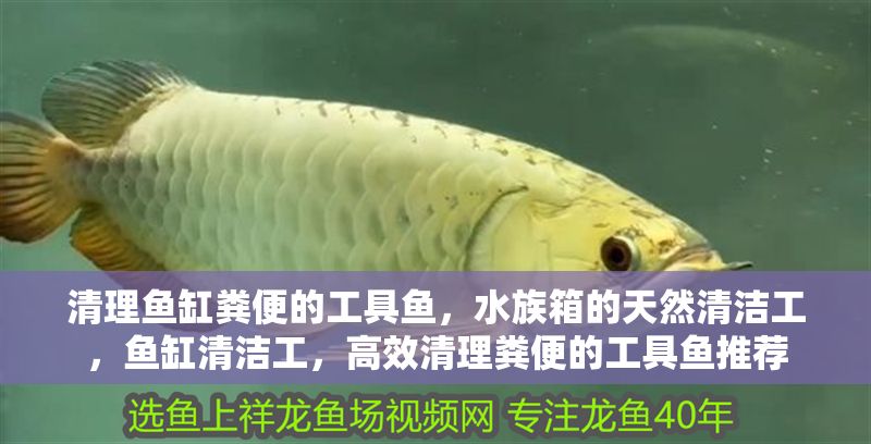 清理魚缸糞便的工具魚，水族箱的天然清潔工，魚缸清潔工，高效清理糞便的工具魚推薦