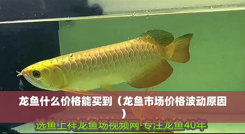 龍魚什么價格能買到（龍魚市場價格波動原因）