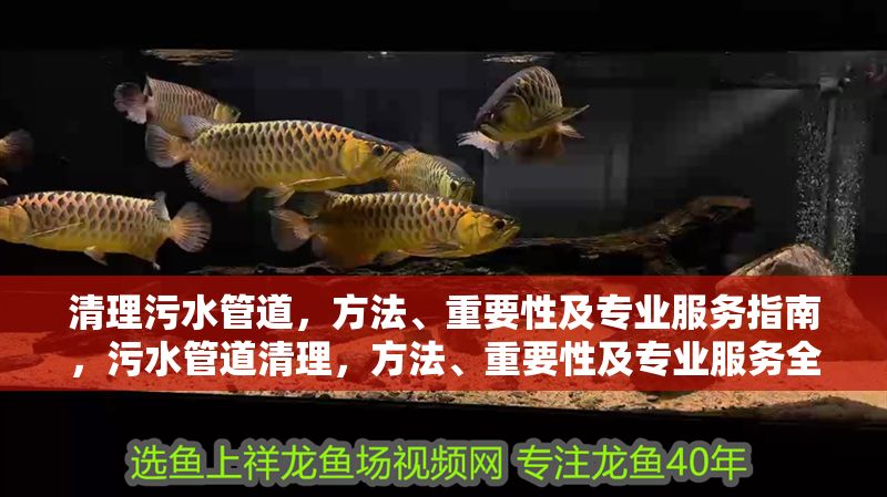 清理污水管道，方法、重要性及專業服務指南，污水管道清理，方法、重要性及專業服務全指南 清理污水管道，方法、重要性及專業服務指南，污水管道清理，方法、重要性及專業服務全指南 龍魚百科 第1張