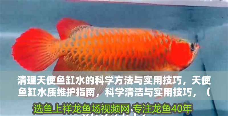 清理天使魚缸水的科學方法與實用技巧，天使魚缸水質維護指南，科學清潔與實用技巧，（注，根據用戶強調的科學方法與實用技巧兩個核心點，融合天使魚這一關鍵詞，標題簡潔且直接覆蓋主題需求。）