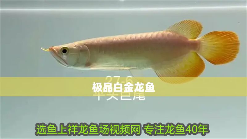 極品白金龍魚 龍魚百科 第1張 極品白金龍魚 極品白金龍魚 龍魚百科 第1張