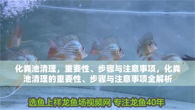 化糞池清理，重要性、步驟與注意事項，化糞池清理的重要性、步驟與注意事項全解析 化糞池清理，重要性、步驟與注意事項，化糞池清理的重要性、步驟與注意事項全解析 龍魚百科 第1張