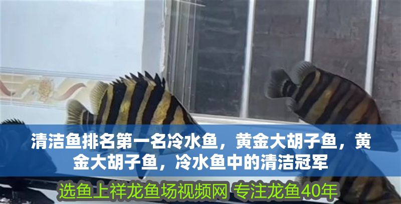 清潔魚排名第一名冷水魚，黃金大胡子魚，黃金大胡子魚，冷水魚中的清潔冠軍 清潔魚排名第一名冷水魚，黃金大胡子魚，黃金大胡子魚，冷水魚中的清潔冠軍 龍魚百科 第1張