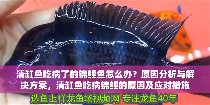 清缸魚吃病了的錦鯉魚怎么辦？原因分析與解決方案，清缸魚吃病錦鯉的原因及應對措施