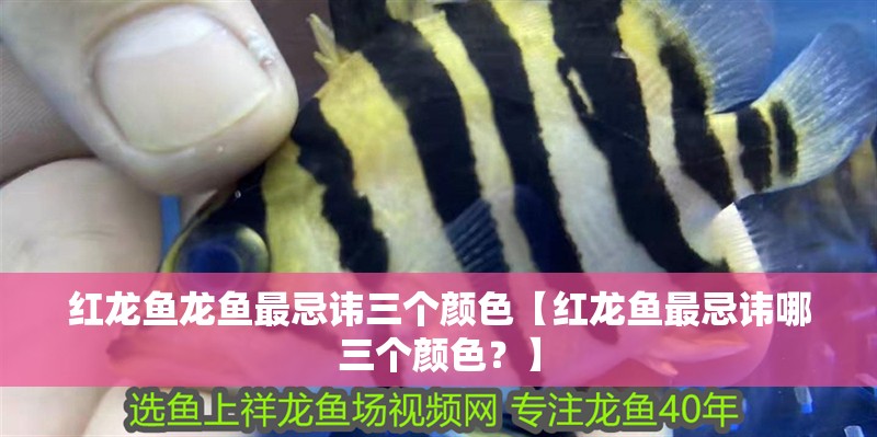 紅龍魚龍魚最忌諱三個顏色【紅龍魚最忌諱哪三個顏色？】 紅龍魚龍魚最忌諱三個顏色【紅龍魚最忌諱哪三個顏色？】 水族問答