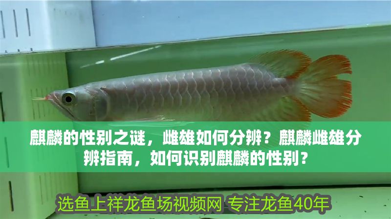 麒麟的性別之謎，雌雄如何分辨？麒麟雌雄分辨指南，如何識(shí)別麒麟的性別？