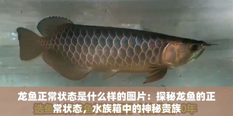 龍魚正常狀態(tài)是什么樣的圖片：探秘龍魚的正常狀態(tài)，水族箱中的神秘貴族