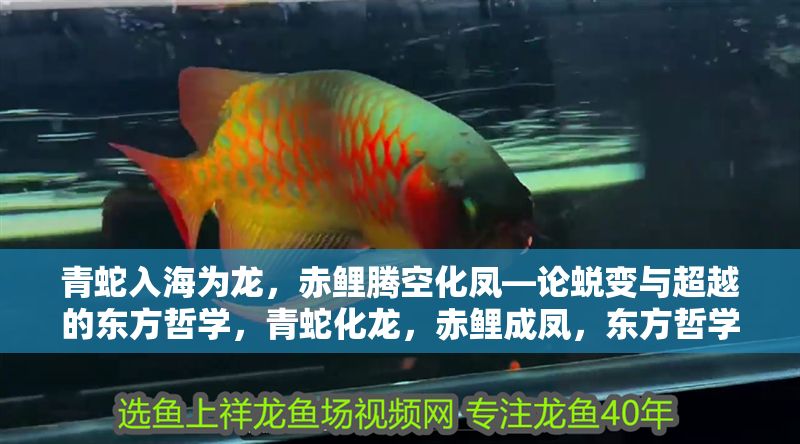 青蛇入海為龍，赤鯉騰空化鳳—論蛻變與超越的東方哲學，青蛇化龍，赤鯉成鳳，東方哲學中的蛻變與超越之道