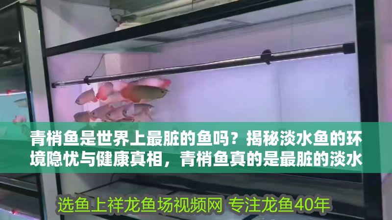 青梢魚是世界上最臟的魚嗎？揭秘淡水魚的環(huán)境隱憂與健康真相，青梢魚真的是最臟的淡水魚？深度解析魚類污染與健康風(fēng)險(xiǎn)