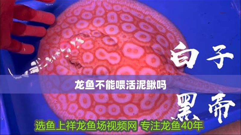 龍魚不能喂活泥鰍嗎