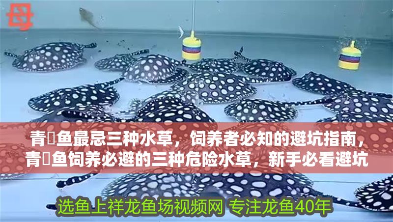 青鳉魚最忌三種水草，飼養(yǎng)者必知的避坑指南，青鳉魚飼養(yǎng)必避的三種危險水草，新手必看避坑指南！ 青鳉魚最忌三種水草，飼養(yǎng)者必知的避坑指南，青鳉魚飼養(yǎng)必避的三種危險水草，新手必看避坑指南！ 龍魚百科 第1張