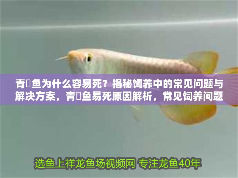 青鳉魚(yú)為什么容易死?揭秘飼養(yǎng)中的常見(jiàn)問(wèn)題與解決方案,青鳉魚(yú)易死原因解析,常見(jiàn)飼養(yǎng)問(wèn)題與應(yīng)對(duì)措施 龍魚(yú)百科 第1張 青鳉魚(yú)為什么容易死?揭秘飼養(yǎng)中的常見(jiàn)問(wèn)題與解決方案,青鳉魚(yú)易死原因解析,常見(jiàn)飼養(yǎng)問(wèn)題與應(yīng)對(duì)措施 青鳉魚(yú)為什么容易死?揭秘飼養(yǎng)中的常見(jiàn)問(wèn)題與解決方案,青鳉魚(yú)易死原因解析,常見(jiàn)飼養(yǎng)問(wèn)題與應(yīng)對(duì)措施 龍魚(yú)百科 第1張