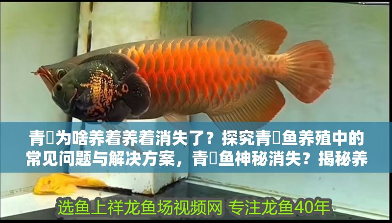 青鳉為啥養著養著消失了？探究青鳉魚養殖中的常見問題與解決方案，青鳉魚神秘消失？揭秘養殖常見問題與應對策略