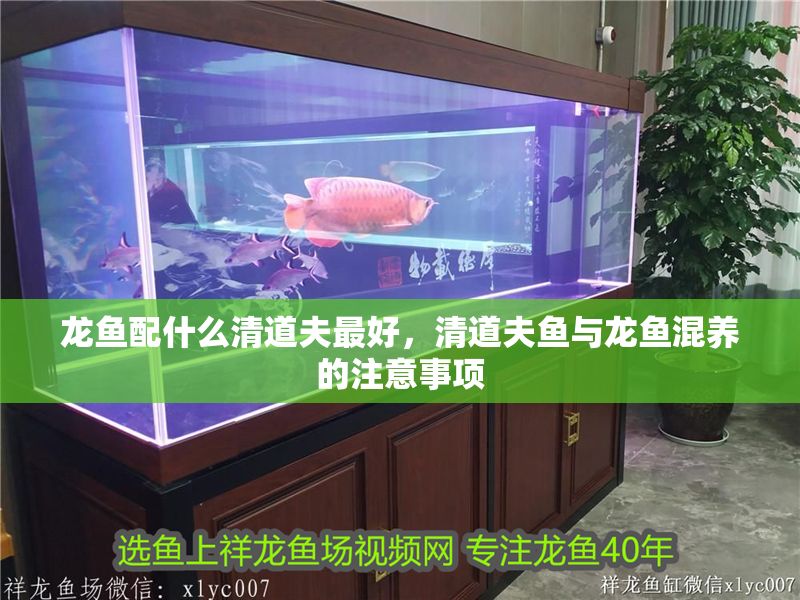 龍魚配什么清道夫最好，清道夫魚與龍魚混養的注意事項