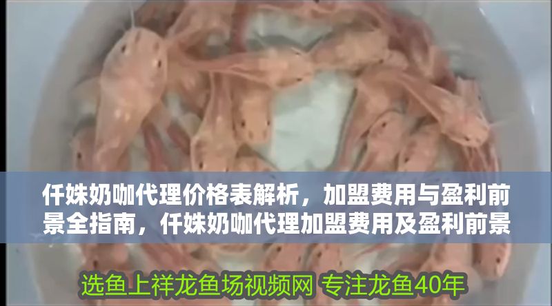 仟姝奶咖代理價格表解析，加盟費用與盈利前景全指南，仟姝奶咖代理加盟費用及盈利前景全面解析