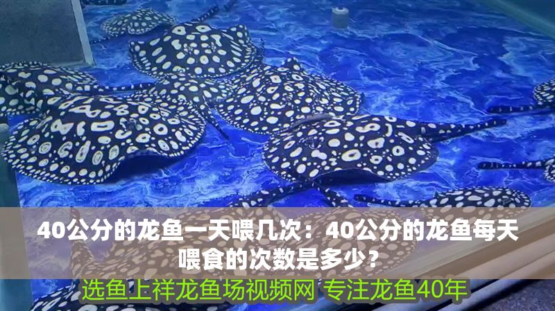 40公分的龍魚一天喂幾次：40公分的龍魚每天喂食的次數是多少？ 40公分的龍魚一天喂幾次：40公分的龍魚每天喂食的次數是多少？ 龍魚百科 第1張