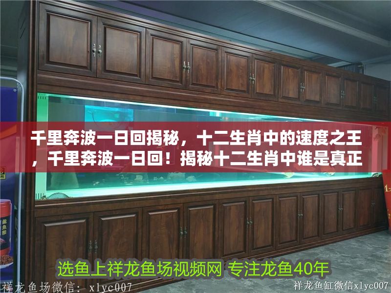 千里奔波一日回揭秘，十二生肖中的速度之王，千里奔波一日回！揭秘十二生肖中誰是真正的速度之王
