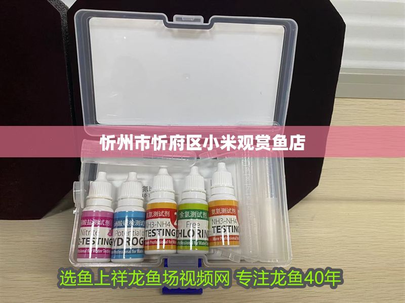 忻州市忻府區小米觀賞魚店