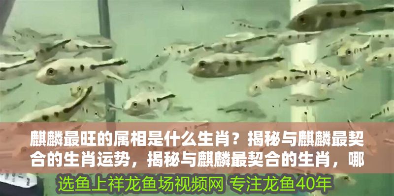 <strong><mark>麒麟</mark></strong>最旺的屬相是什么生肖？揭秘與<strong><mark>麒麟</mark></strong>最契合的生肖運勢，揭秘與<strong><mark>麒麟</mark></strong>最契合的生肖，哪個屬相運勢最旺？