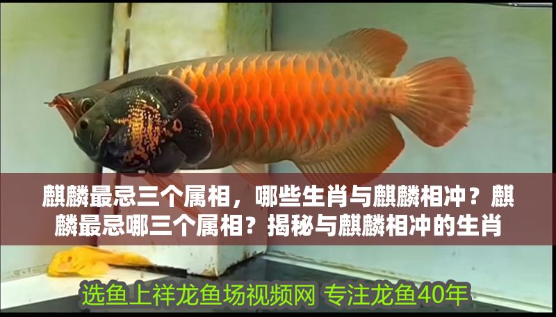 <strong><mark>麒麟</mark></strong>最忌三個屬相，哪些生肖與<strong><mark>麒麟</mark></strong>相沖？<strong><mark>麒麟</mark></strong>最忌哪三個屬相？揭秘與<strong><mark>麒麟</mark></strong>相沖的生肖