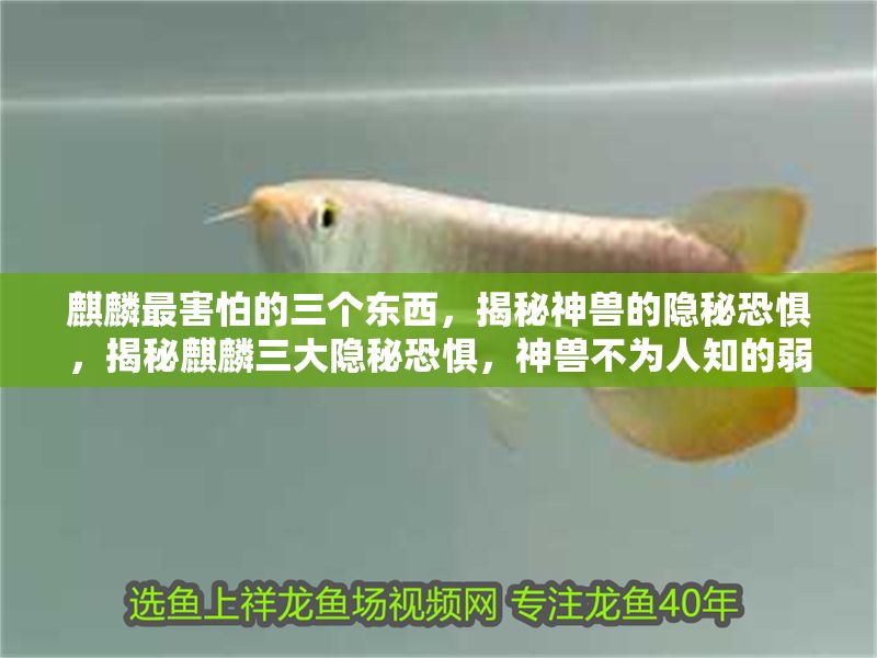 <strong><mark>麒麟</mark></strong>最害怕的三個東西，揭秘神獸的隱秘恐懼，揭秘<strong><mark>麒麟</mark></strong>三大隱秘恐懼，神獸不為人知的弱點