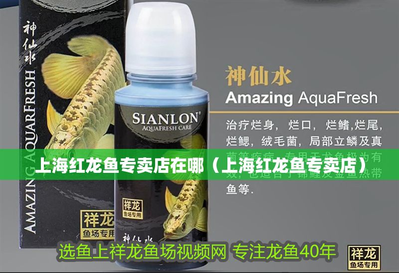 上海紅龍魚專賣店在哪（上海紅龍魚專賣店）