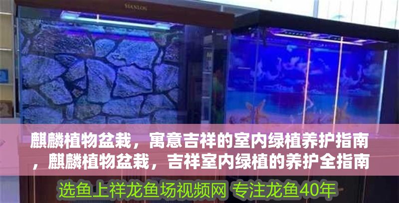 麒麟植物盆栽，寓意吉祥的室內綠植養護指南，麒麟植物盆栽，吉祥室內綠植的養護全指南