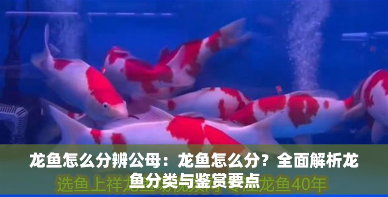 龍魚怎么分辨公母：龍魚怎么分？全面解析龍魚分類與鑒賞要點(diǎn)