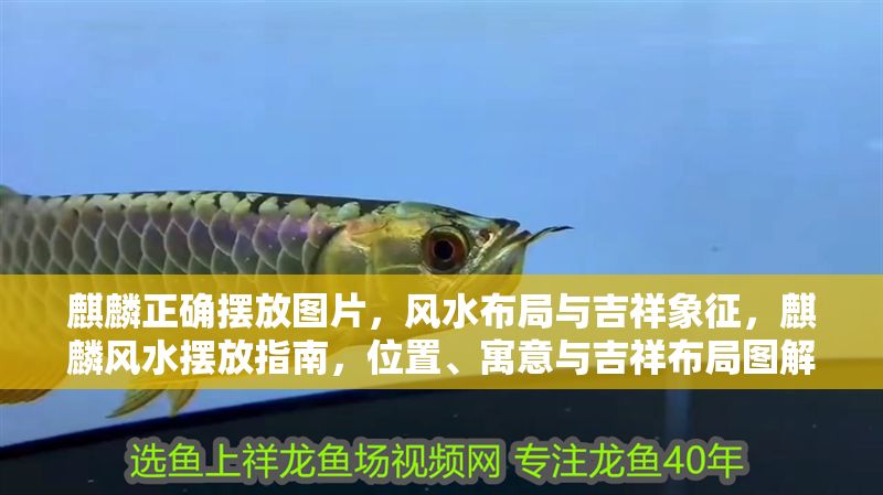 麒麟正確擺放圖片，風水布局與吉祥象征，麒麟風水擺放指南，位置、寓意與吉祥布局圖解