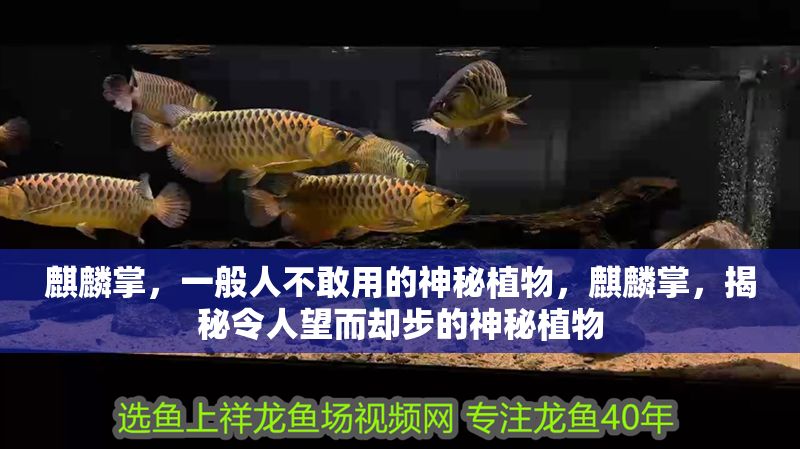 麒麟掌，一般人不敢用的神秘植物，麒麟掌，揭秘令人望而卻步的神秘植物