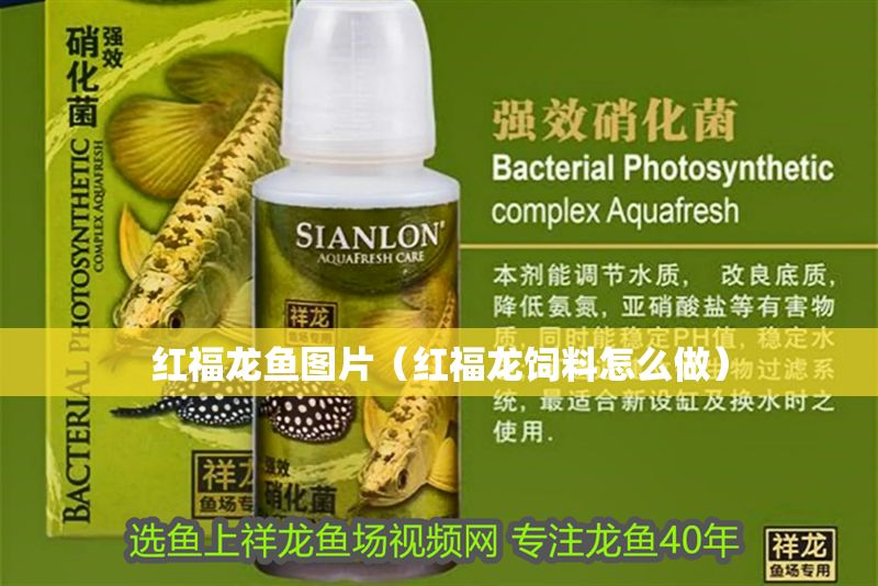 紅福龍魚圖片（紅福龍飼料怎么做） 紅福龍魚圖片（紅福龍飼料怎么做） 龍魚百科 第1張
