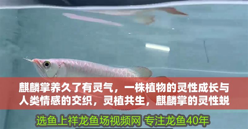 麒麟掌養久了有靈氣，一株植物的靈性成長與人類情感的交織，靈植共生，麒麟掌的靈性蛻變與人類情感紐帶 麒麟掌養久了有靈氣，一株植物的靈性成長與人類情感的交織，靈植共生，麒麟掌的靈性蛻變與人類情感紐帶 龍魚百科 第1張