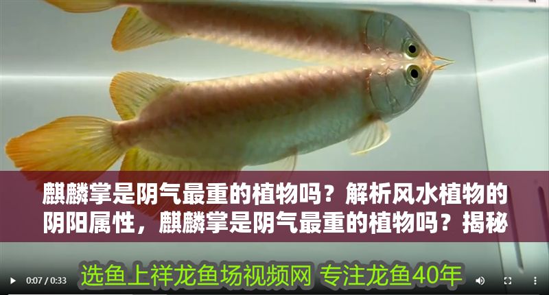 麒麟掌是陰氣最重的植物嗎？解析風水植物的陰陽屬性，麒麟掌是陰氣最重的植物嗎？揭秘風水植物的陰陽屬性