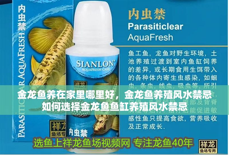 金龍魚養在家里哪里好，金龍魚養殖風水禁忌如何選擇金龍魚魚缸養殖風水禁忌