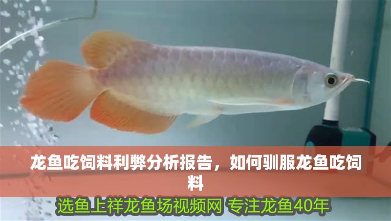 龍魚(yú)吃飼料利弊分析報(bào)告,如何馴服龍魚(yú)吃飼料 龍魚(yú)百科 第6張 龍魚(yú)吃飼料利弊分析報(bào)告,如何馴服龍魚(yú)吃飼料 龍魚(yú)吃飼料利弊分析報(bào)告,如何馴服龍魚(yú)吃飼料 龍魚(yú)百科 第6張