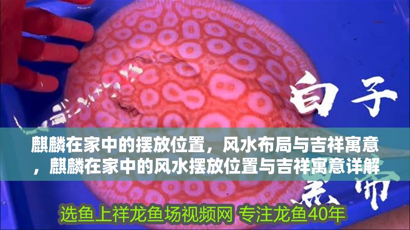 詳細閱讀:麒麟在家中的擺放位置,風水布局與吉祥寓意,麒麟在家中的風水擺放位置與吉祥寓意詳解 麒麟在家中的擺放位置,風水布局與吉祥寓意,麒麟在家中的風水擺放位置與吉祥寓意詳解