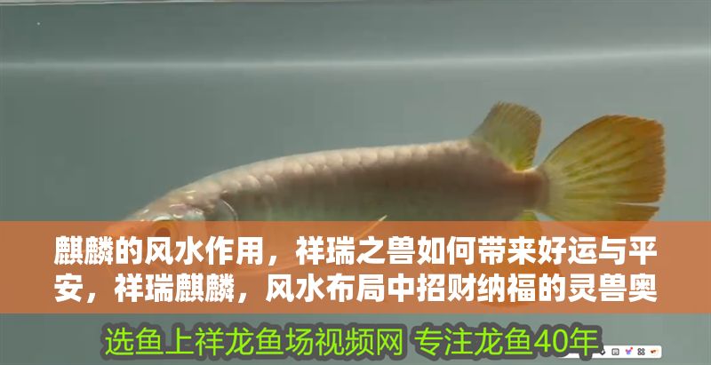 麒麟的風水作用，祥瑞之獸如何帶來好運與平安，祥瑞麒麟，風水布局中招財納福的靈獸奧秘