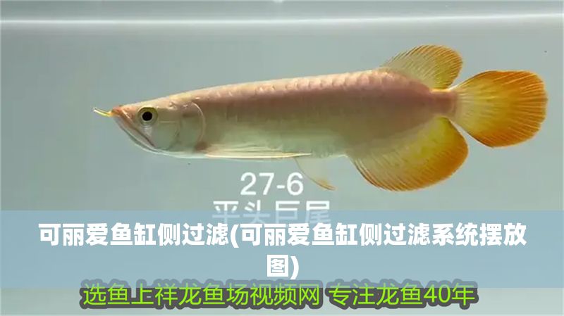 可麗愛魚缸側(cè)過濾(可麗愛魚缸側(cè)過濾系統(tǒng)擺放圖)
