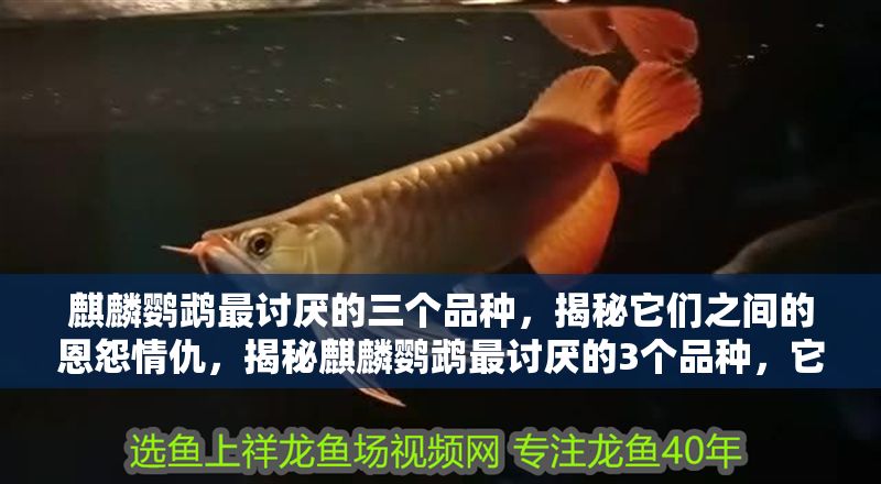 麒麟鸚鵡最討厭的三個(gè)品種，揭秘它們之間的恩怨情仇，揭秘麒麟鸚鵡最討厭的3個(gè)品種，它們之間的恩怨情仇大公開