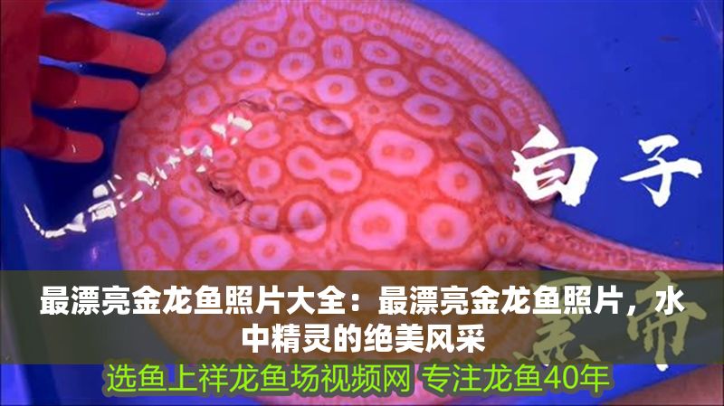 最漂亮金龍魚照片大全：最漂亮金龍魚照片，水中精靈的絕美風(fēng)采