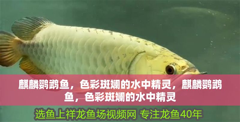 麒麟鸚鵡魚，色彩斑斕的水中精靈，麒麟鸚鵡魚，色彩斑斕的水中精靈