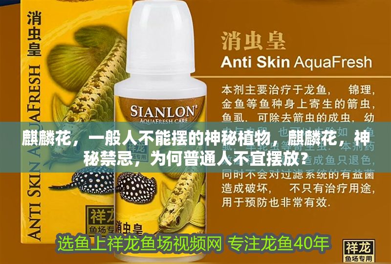 麒麟花，一般人不能擺的神秘植物，麒麟花，神秘禁忌，為何普通人不宜擺放？