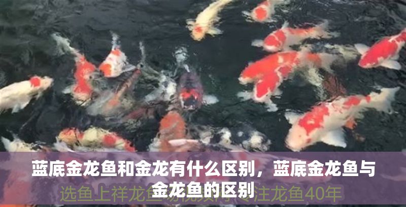 藍底金龍魚和金龍有什么區別，藍底金龍魚與金龍魚的區別