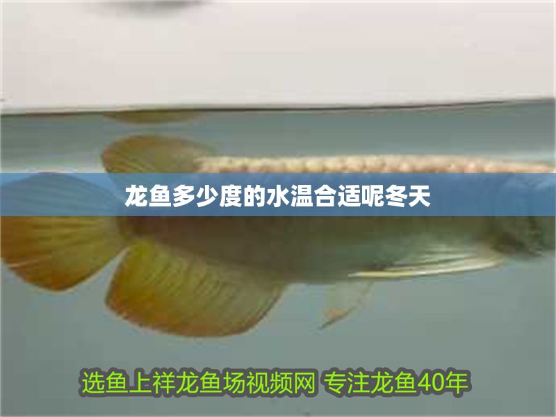 龍魚多少度的水溫合適呢冬天 龍魚百科 第2張 龍魚多少度的水溫合適呢冬天 龍魚多少度的水溫合適呢冬天 龍魚百科 第2張