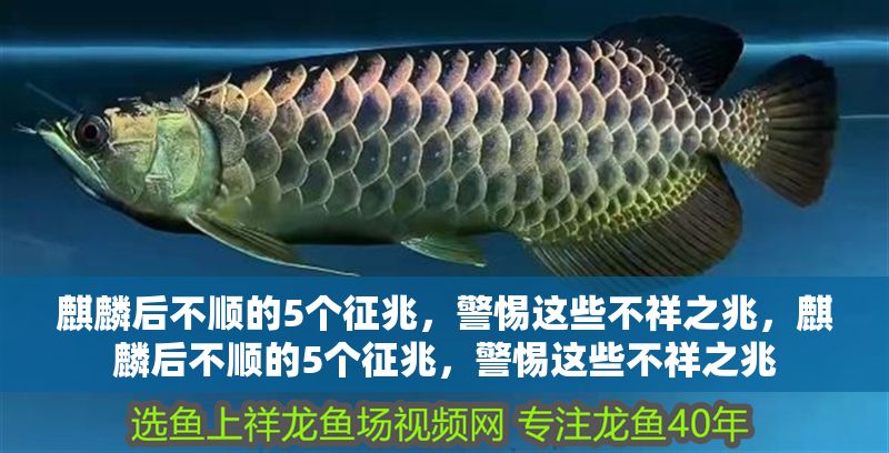 <strong><mark>麒麟</mark></strong>后不順的5個征兆，警惕這些不祥之兆，<strong><mark>麒麟</mark></strong>后不順的5個征兆，警惕這些不祥之兆