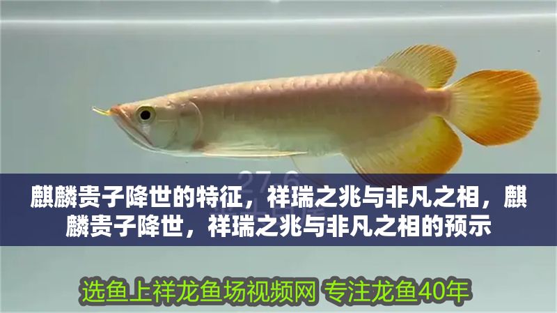 麒麟貴子降世的特征，祥瑞之兆與非凡之相，麒麟貴子降世，祥瑞之兆與非凡之相的預示 麒麟貴子降世的特征，祥瑞之兆與非凡之相，麒麟貴子降世，祥瑞之兆與非凡之相的預示 龍魚百科 第1張