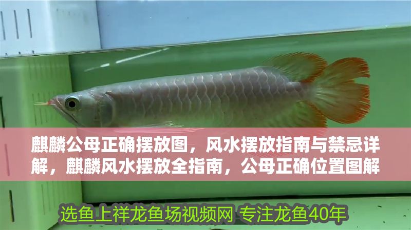 麒麟公母正確擺放圖，風(fēng)水?dāng)[放指南與禁忌詳解，麒麟風(fēng)水?dāng)[放全指南，公母正確位置圖解與禁忌詳解 麒麟公母正確擺放圖，風(fēng)水?dāng)[放指南與禁忌詳解，麒麟風(fēng)水?dāng)[放全指南，公母正確位置圖解與禁忌詳解 龍魚(yú)百科 第1張