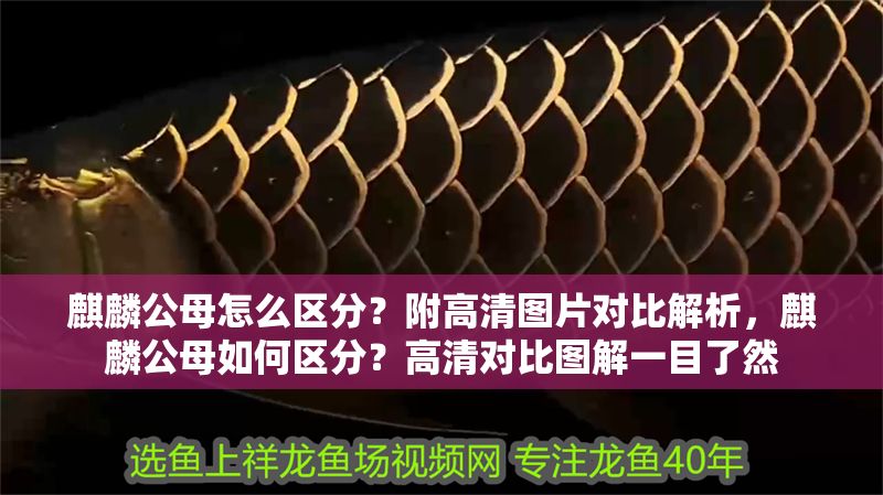麒麟公母怎么區分?附高清圖片對比解析,麒麟公母如何區分?高清對比圖解一目了然 龍魚百科 第1張 麒麟公母怎么區分?附高清圖片對比解析,麒麟公母如何區分?高清對比圖解一目了然 麒麟公母怎么區分?附高清圖片對比解析,麒麟公母如何區分?高清對比圖解一目了然 龍魚百科 第1張