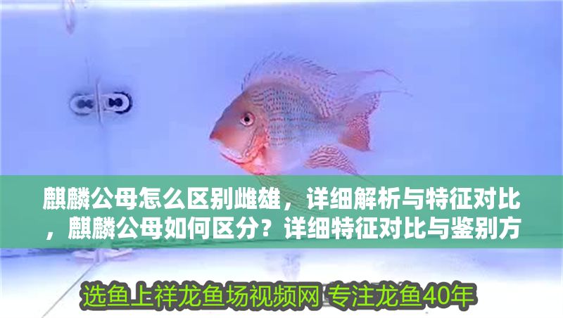 麒麟公母怎么區別雌雄,詳細解析與特征對比,麒麟公母如何區分?詳細特征對比與鑒別方法 龍魚百科 第1張 麒麟公母怎么區別雌雄,詳細解析與特征對比,麒麟公母如何區分?詳細特征對比與鑒別方法 麒麟公母怎么區別雌雄,詳細解析與特征對比,麒麟公母如何區分?詳細特征對比與鑒別方法 龍魚百科 第1張