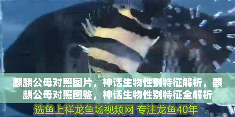 麒麟公母對照圖片，神話生物性別特征解析，麒麟公母對照圖鑒，神話生物性別特征全解析